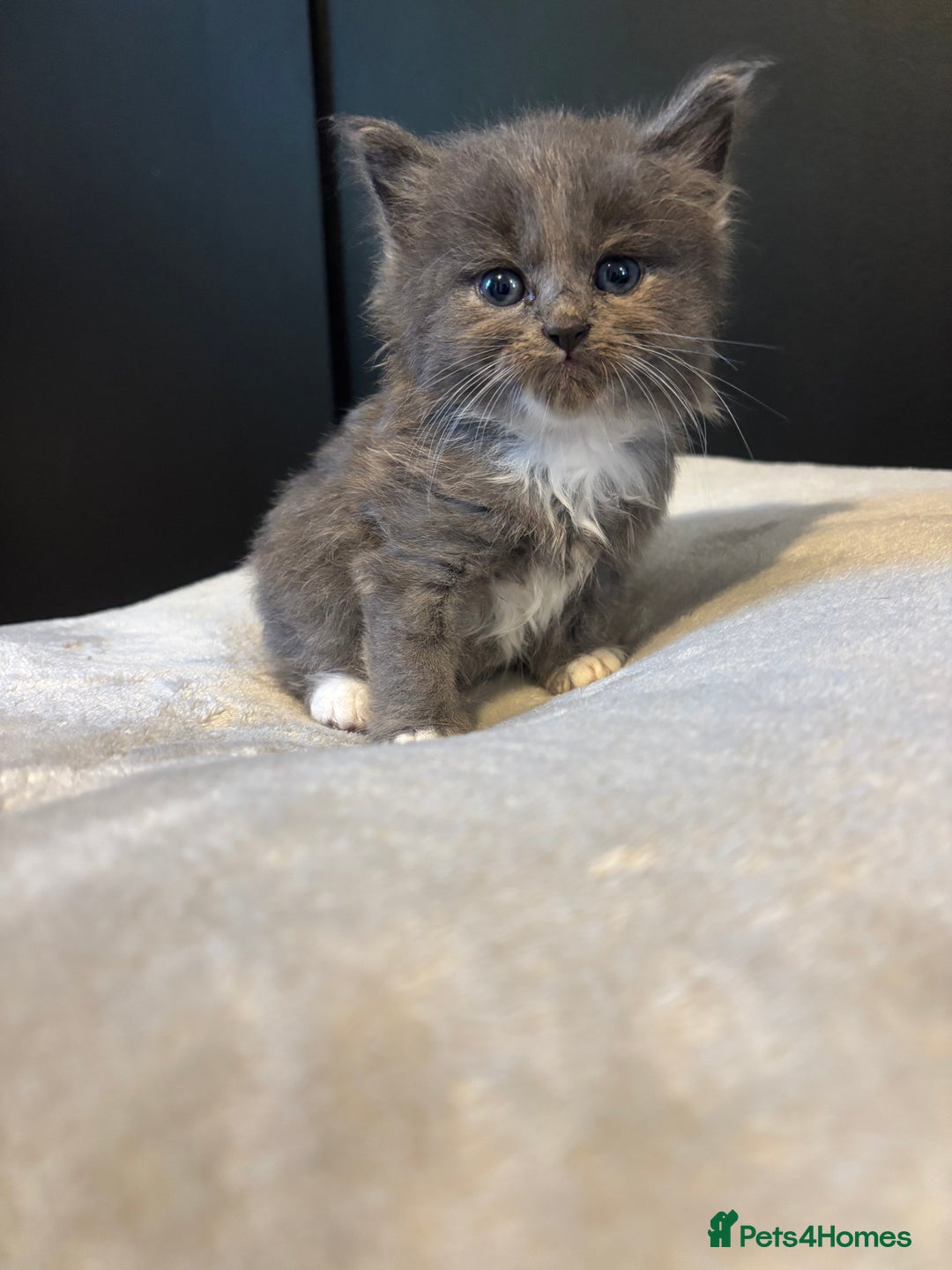 Mixed Breed cats for sale: Beautiful grey and white kittens.  - Image 2