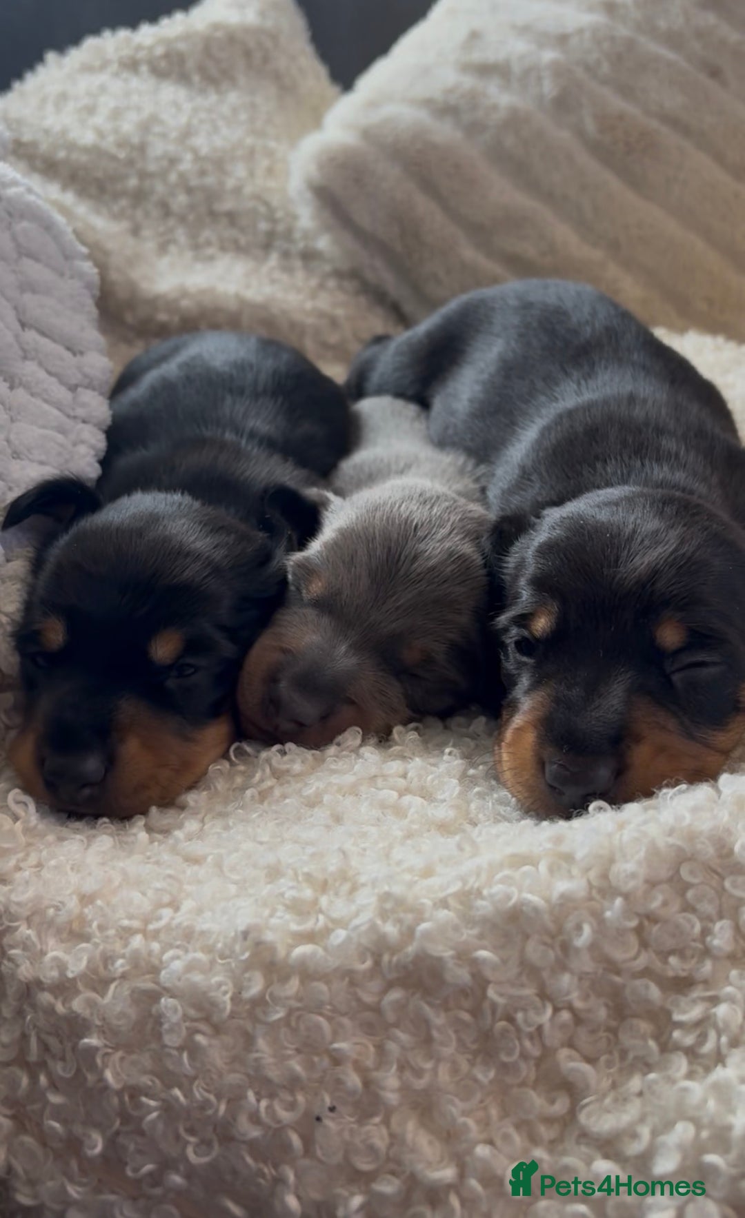 Miniature Dachshund dogs for sale: Miniature Dashund puppies🐶🐾 - Image 1
