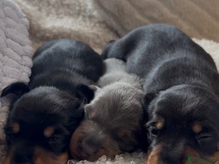 Miniature Dachshund dogs for sale - Advert 1