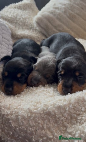 Miniature Dachshund dogs - Advert 1
