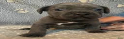 Cane Corso dogs for sale: Beautiful Blue Cane Corso Puppies  - Advert 9