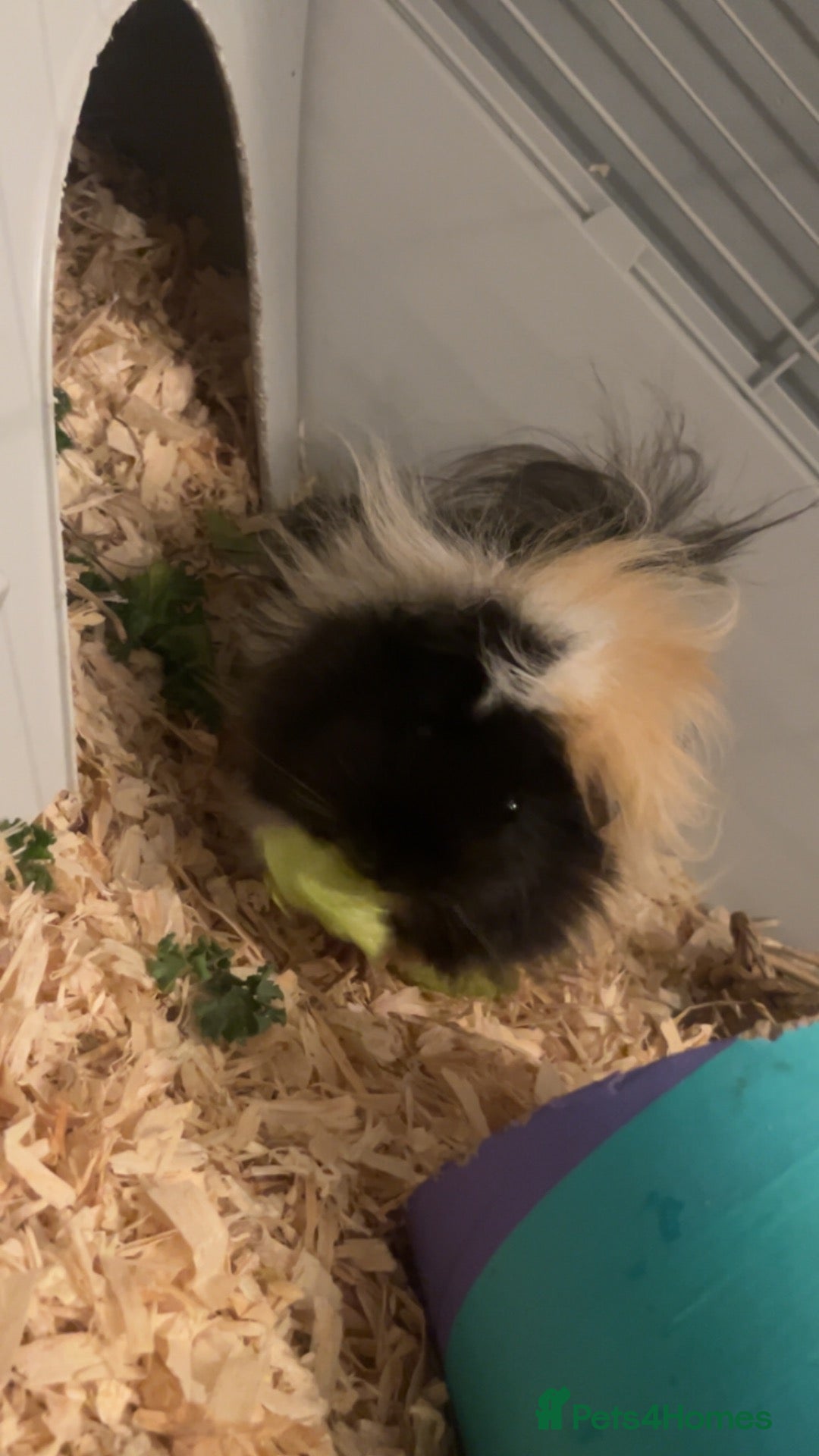 Guinea Pig rodents 2 female guinea pigs  - Advert 1