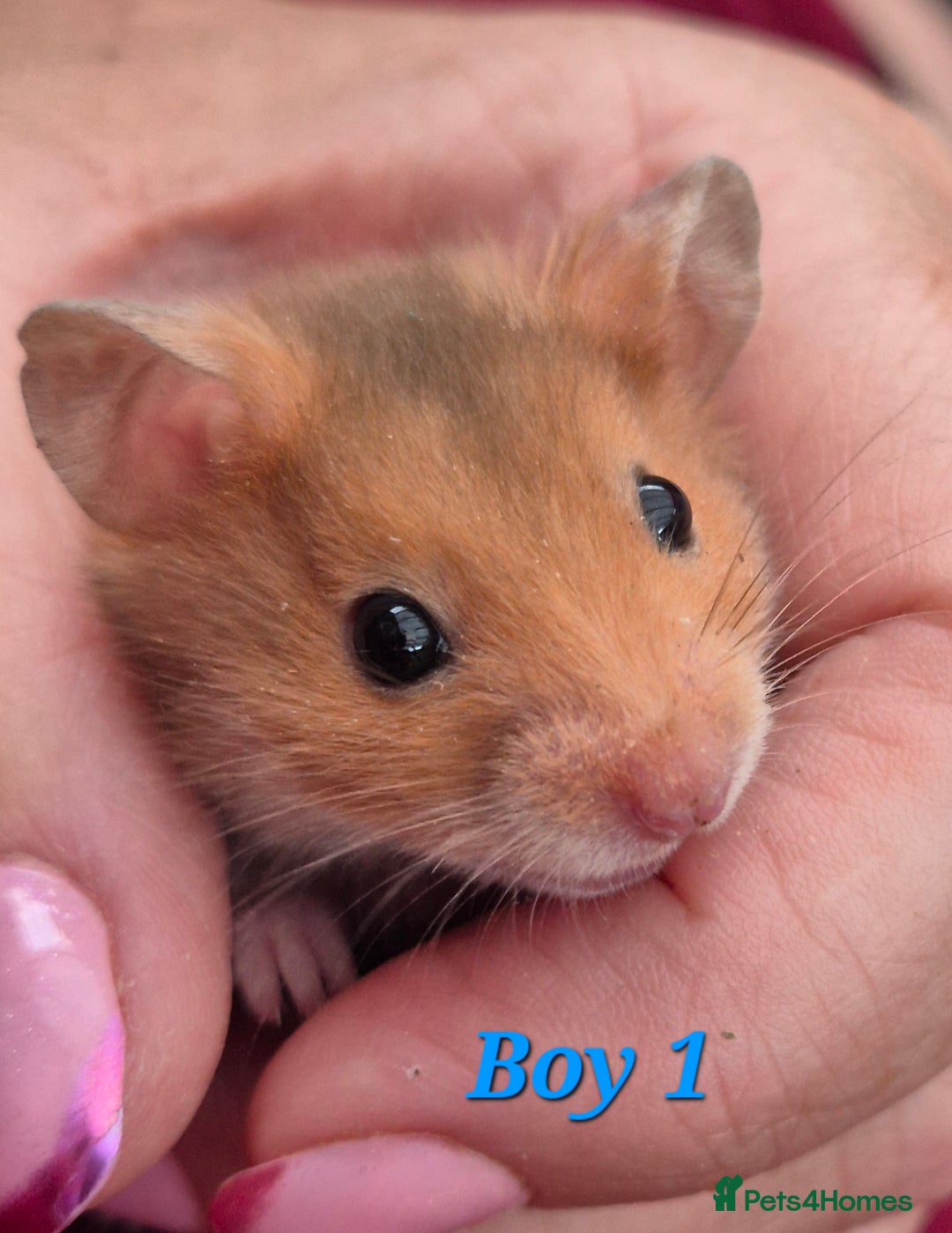 Hamster rodents for sale: Hamsters available - Image 7