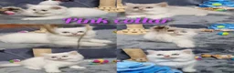 British Longhair cats for sale: BHL Silver Tipped ns12 KITEN - Advert 14