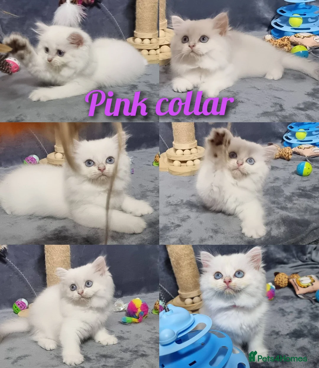British Longhair cats for sale: BHL Silver Tipped ns12 KITEN - Advert 14