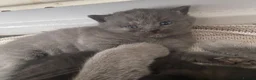 Scottish Fold cats for sale: Scottish fold kittens for sale  - Advert 18