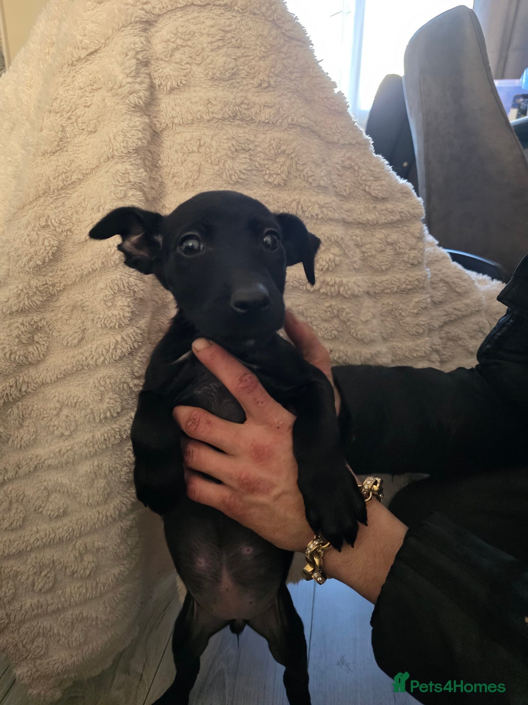 Belgian Shepherd Dog dogs for sale: Belgian malinois - Advert 6