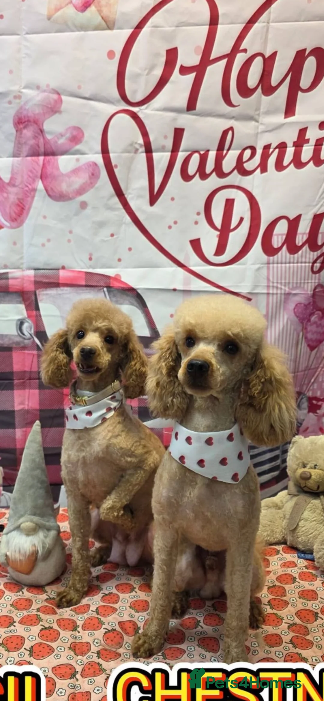 Toy Poodle dogs for sale: 💙Beautiful Toy Poodle Puppy, male, 9 weeks 💙 in Ipswich - Advert 7