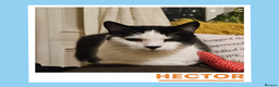 Mixed Breed cats for adoption: Gentle, Sweet Kitties in their Golden Years - Advert 2