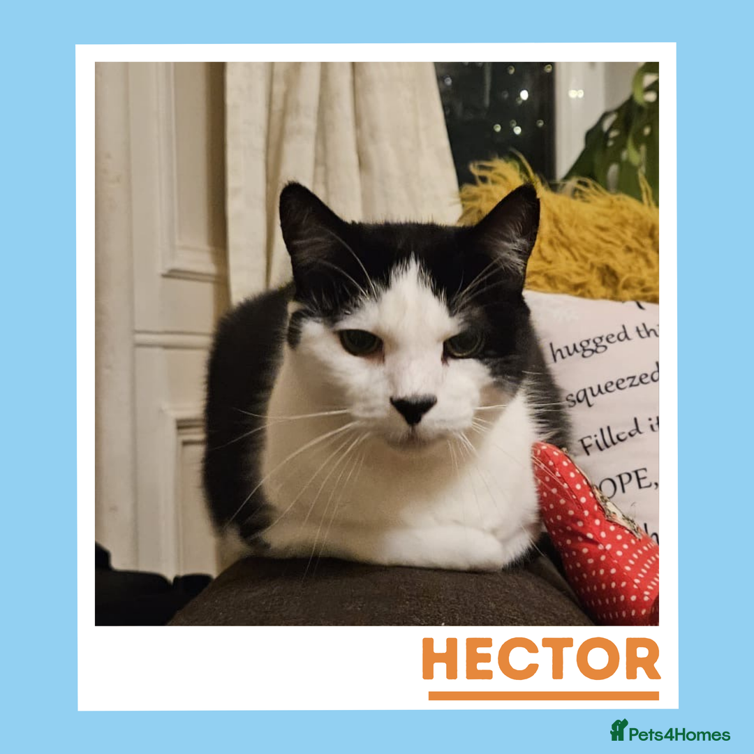 Mixed Breed cats for adoption: Gentle, Sweet Kitties in their Golden Years - Advert 2