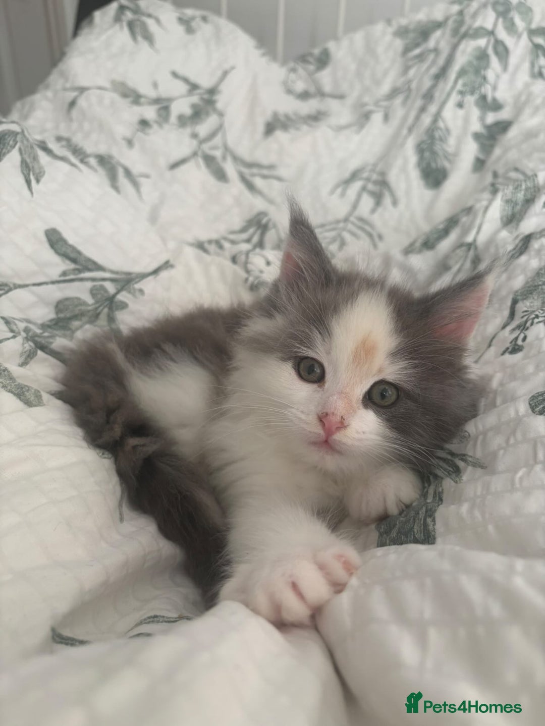 Ragdoll cats for sale: 4 maincoon x ragdoll kittens - Advert 15