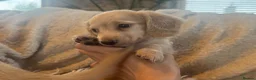 Miniature Dachshund dogs for sale: KC Longhaired Cream Miniature Dachshund Puppies - Advert 37