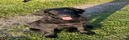 Flat coated Retriever dogs for sale: Fabulous litter of flatcoated retriever puppies - Advert 5