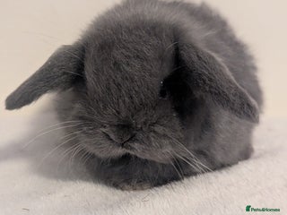 Mini Lop rabbits Mini lop - Advert 10
