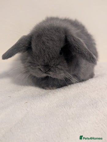Mini Lop rabbits Mini lop - Advert 9