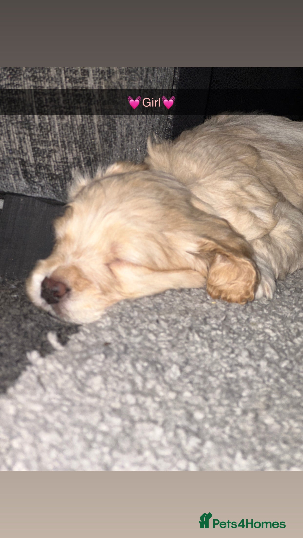 Cockapoo dogs F1 Miniature Cockapoo.   - Advert 7