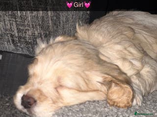 Cockapoo dogs F1 Miniature Cockapoo. - Advert 12