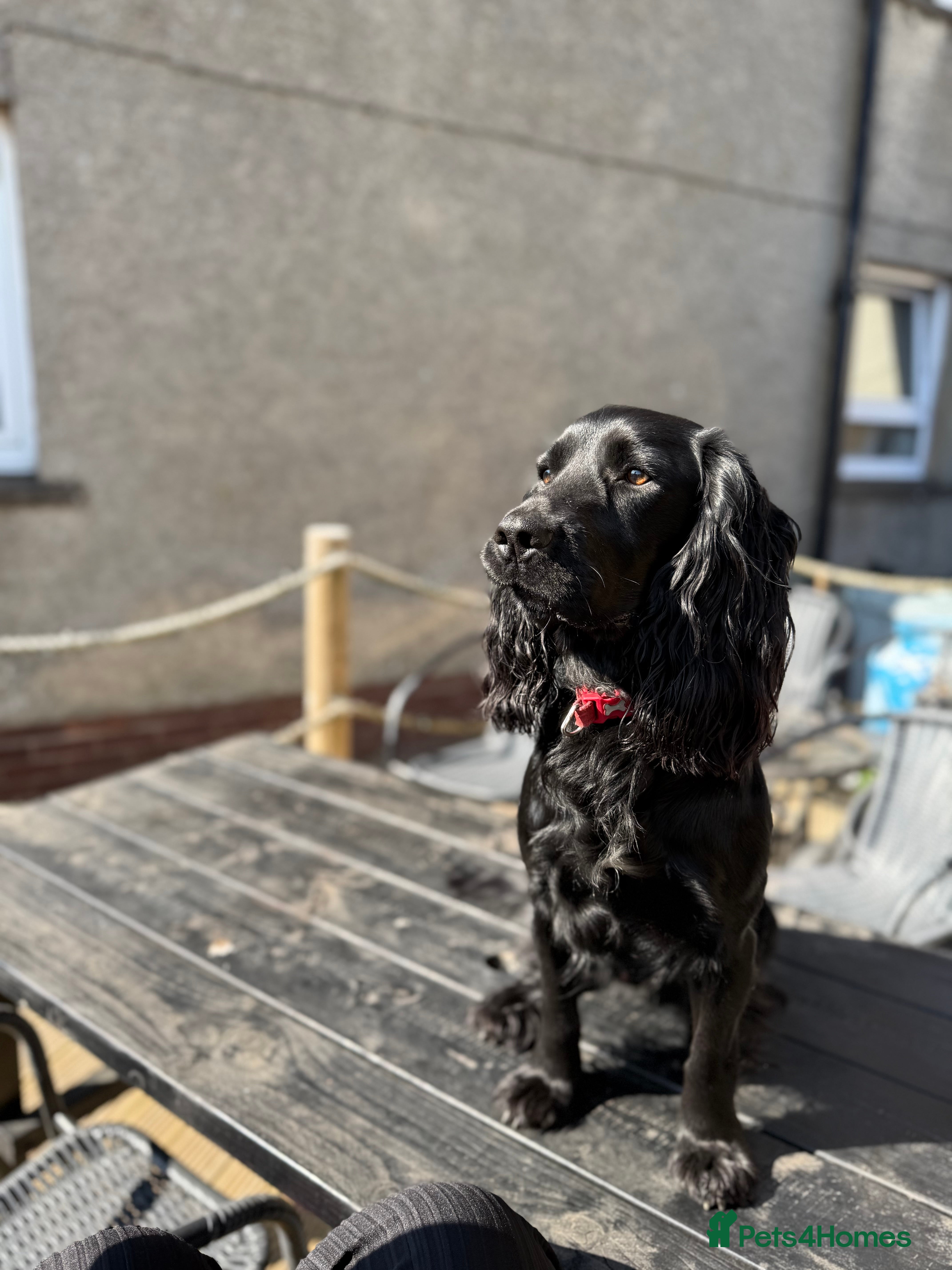 Cocker Spaniel dogs For stud cocker spaniel - Advert 12