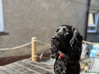 Cocker Spaniel dogs for stud: For stud cocker spaniel - Advert 1