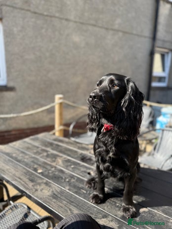 Cocker Spaniel dogs For stud cocker spaniel - Advert 1