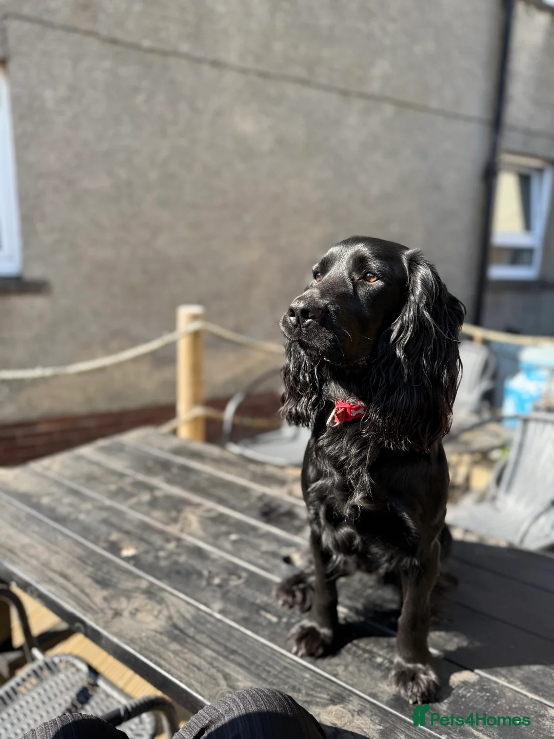 Cocker Spaniel dogs for stud: For stud cocker spaniel - Advert 1