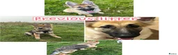German Shepherd dogs for sale: German Shepherd Puppies | 5 Male, 3 Female - Advert 2