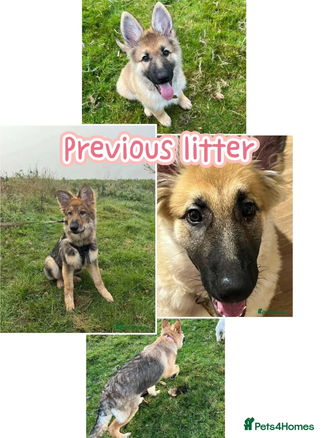 German Shepherd dogs for sale: German Shepherd Puppies | 5 Male, 3 Female - Advert 2