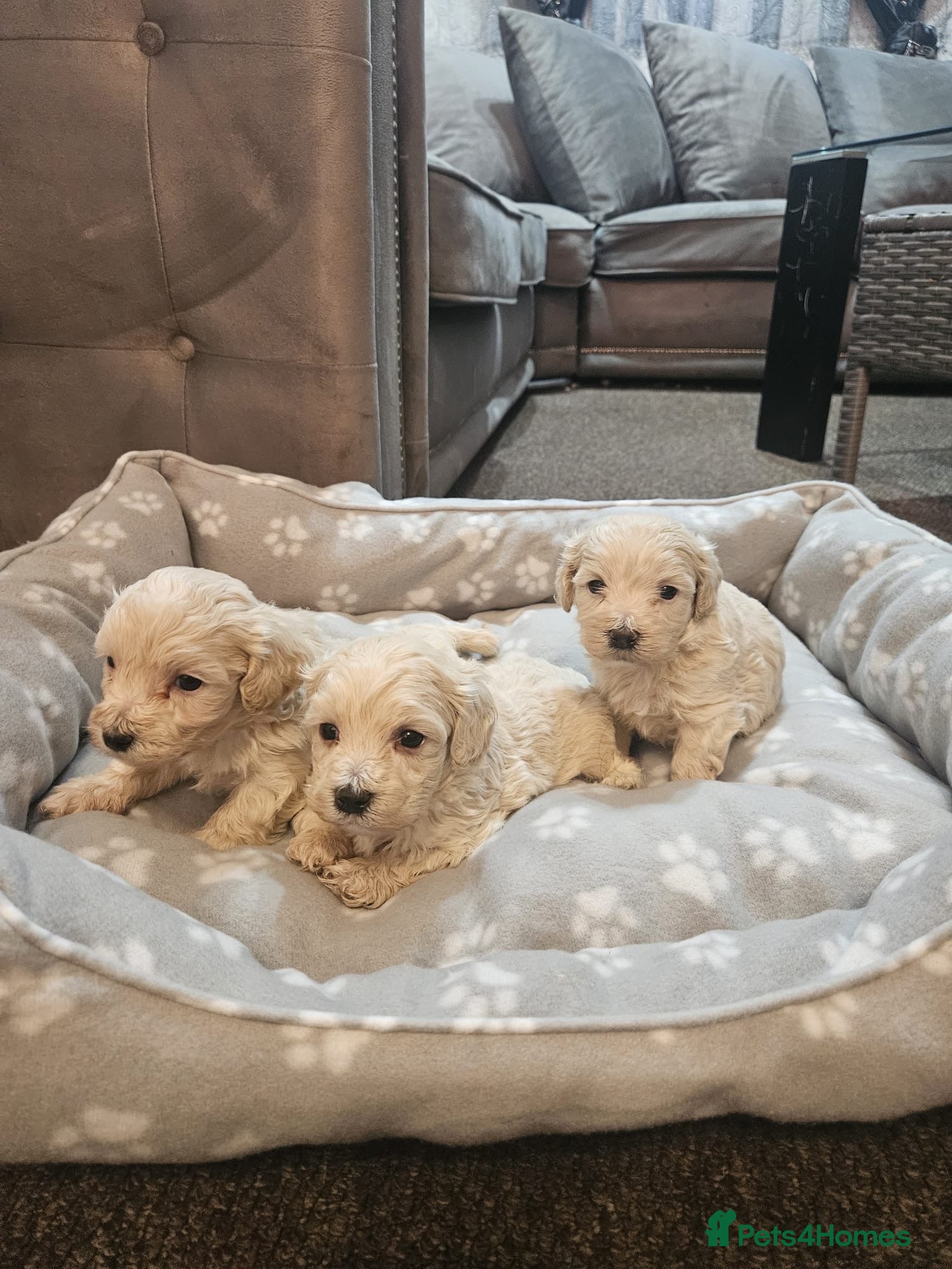 Maltipoo dogs Korean maltipoo luxury teddy 3 boys  - Advert 11