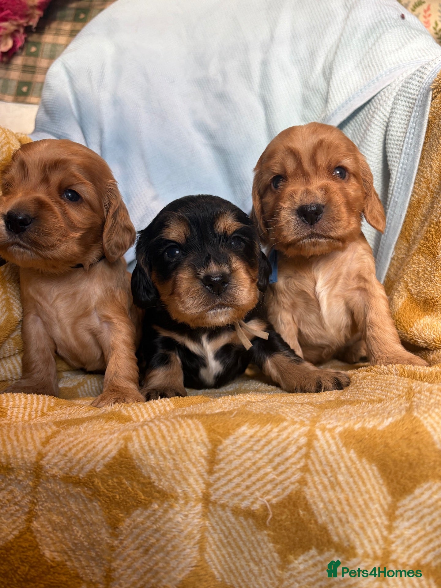 Cocker Spaniel dogs KC show type cocker spaniel (licensed breeder✨)  - Advert 6