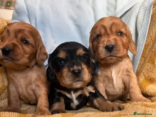 Cocker Spaniel dogs KC show type cocker spaniel (licensed breeder✨) - Advert 6
