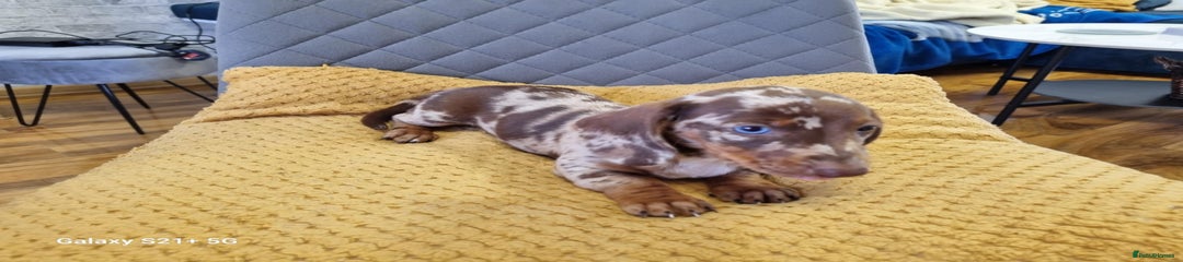 Miniature Dachshund Puppy 3