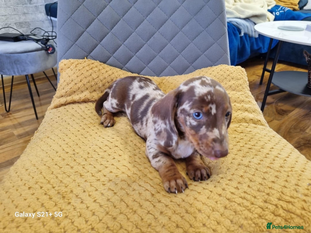 Miniature Dachshund dogs for sale: Miniature dachshund short haired puppies for sale£ - Image 13