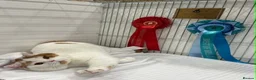 British Shorthair cats for sale: beautiful red and white girl bsh  - Advert 9