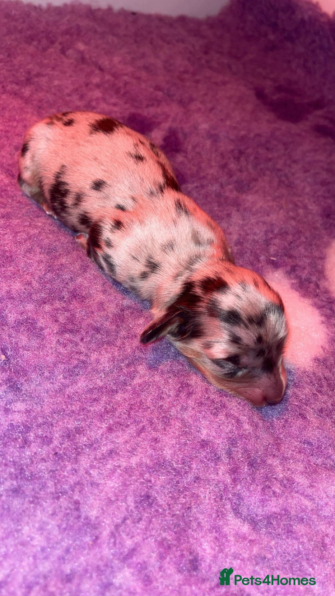 Miniature Dachshund dogs for sale: KC Reg Long-Haired Miniature Dachshund Puppies  - Advert 2