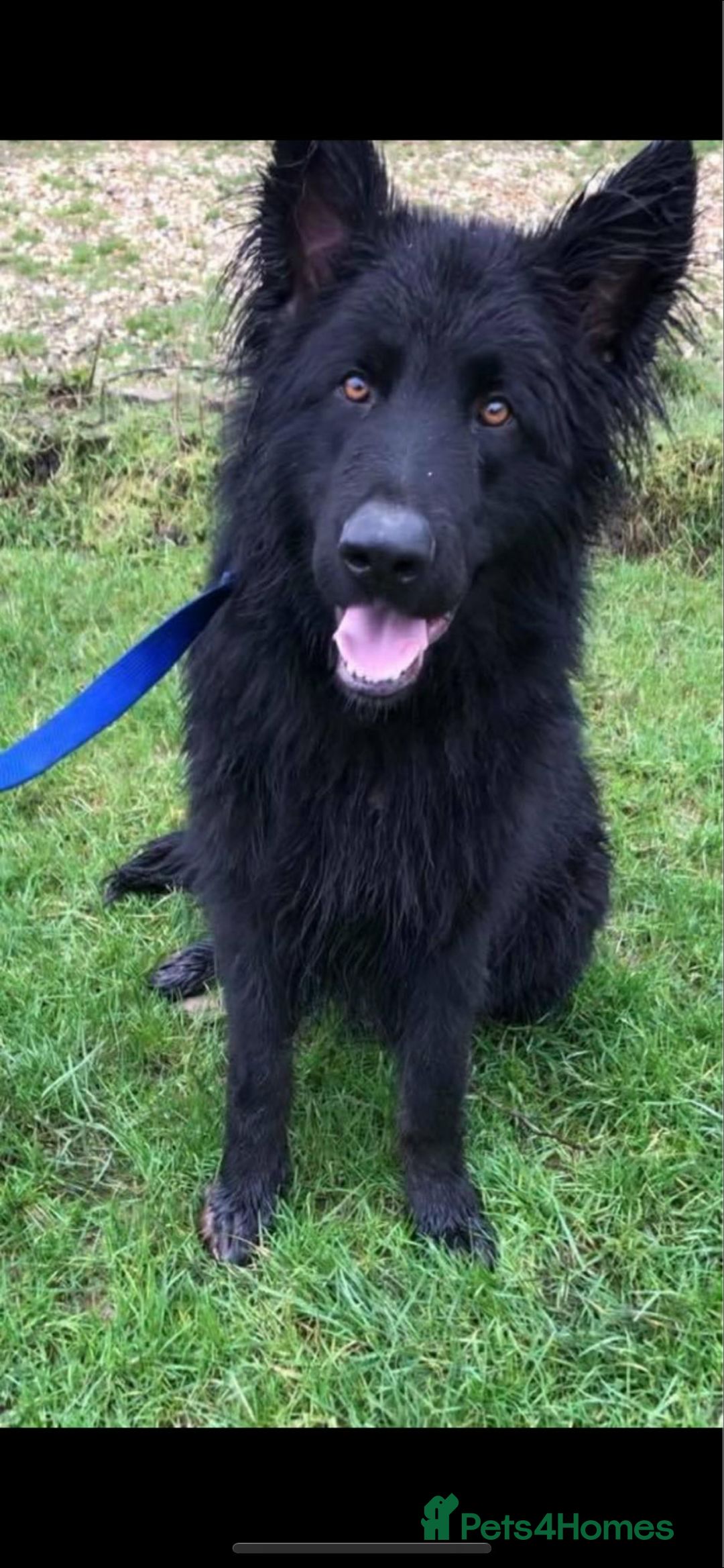 German Shepherd dogs for sale: German shepherd puppies  - Advert 7