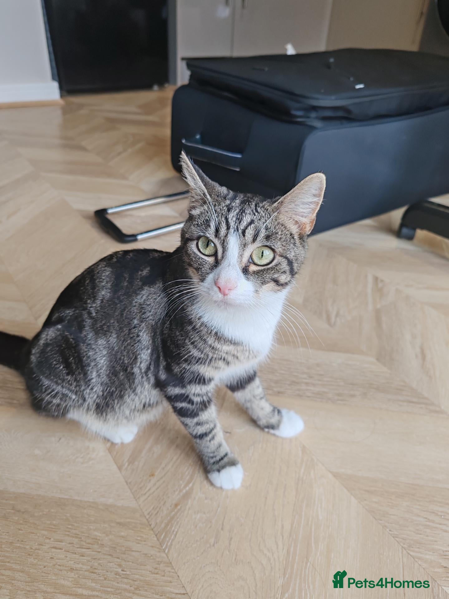 Mixed Breed cats Ragdoll tabby cross kitten - Advert 6