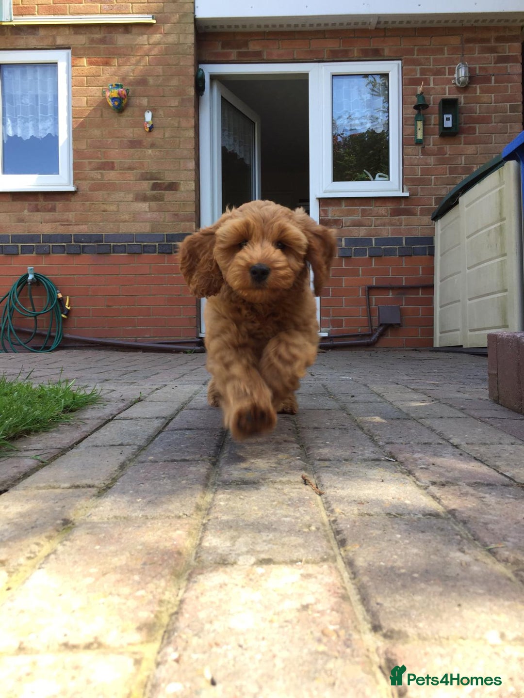 Cockapoo dogs for stud: STUD F1 Cockerpoo (5 Star 10/10} - Advert 4