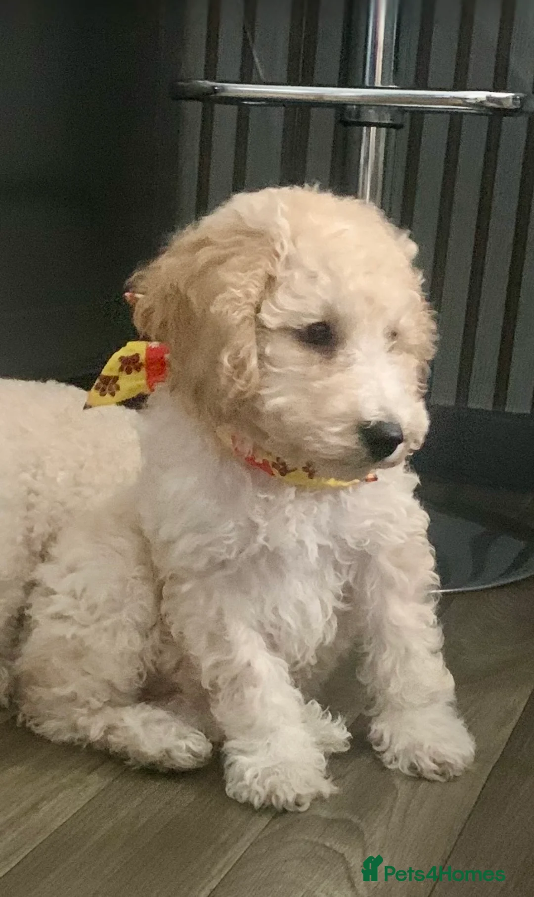 Labradoodle dogs for sale: Miniature Labradoodle  - Advert 1