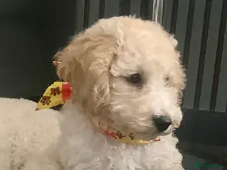 Labradoodle dogs Miniature Labradoodle - Advert 17