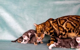 Bengal cats for sale: 6 stunning Bengal kittens, possibly our best yet! - Image 11