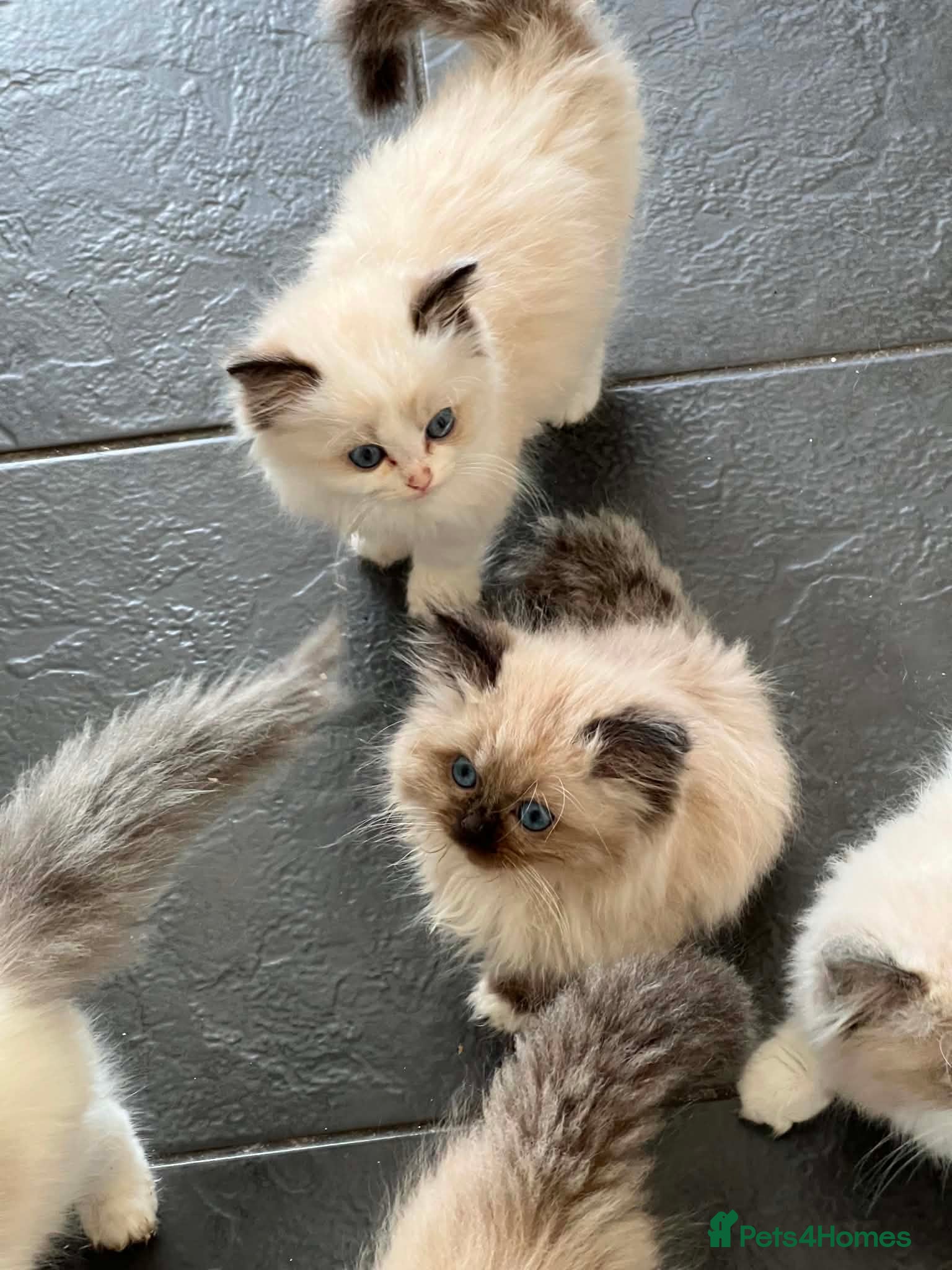 Ragdoll cats Beautiful Ragdoll kittens! Ready for new homes NOW - Advert 2