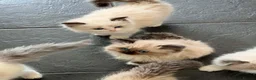 Ragdoll cats for sale: Beautiful Ragdoll kittens! Ready for new homes NOW - Advert 2