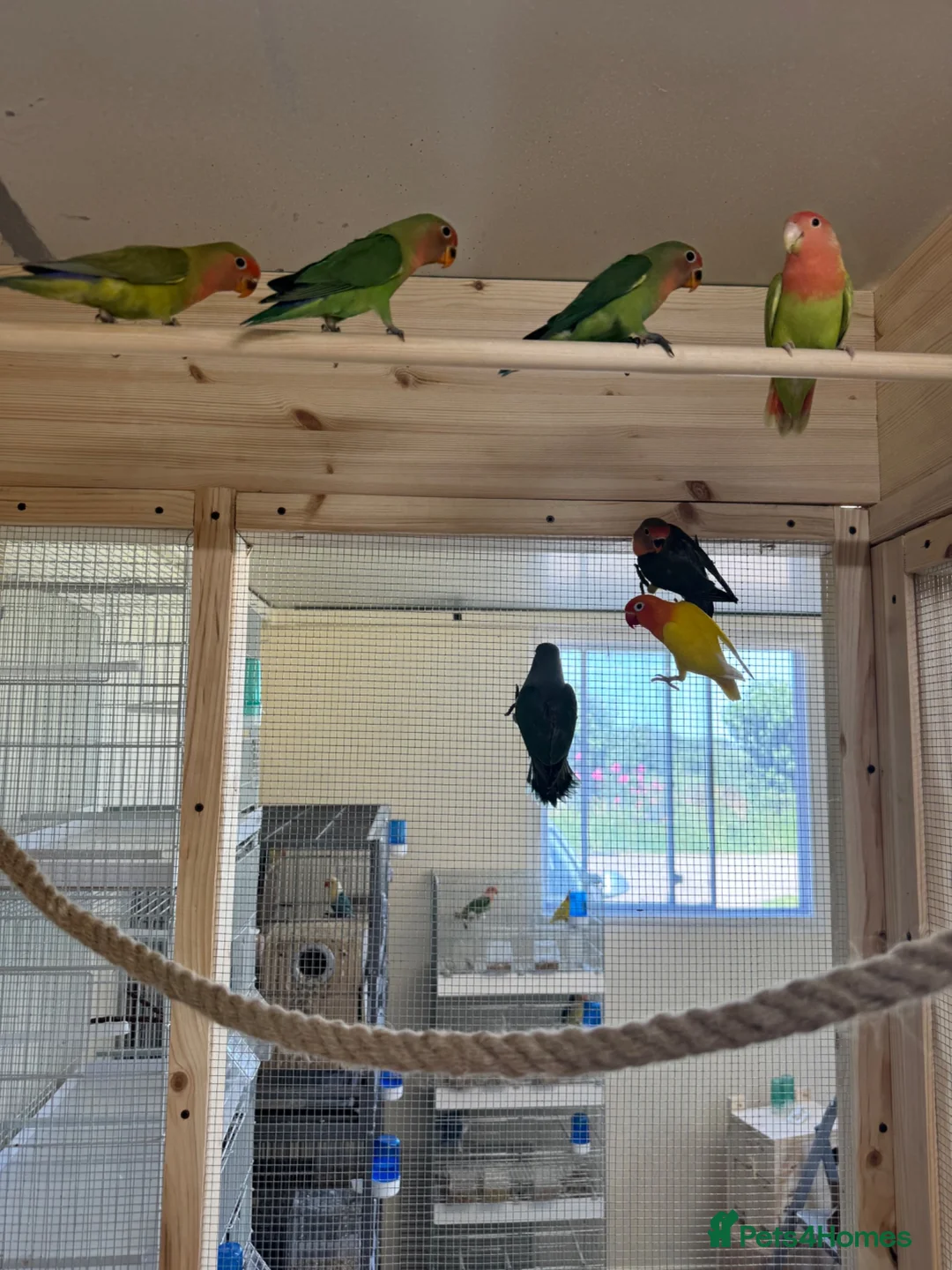 Lovebirds birds for sale: Lovely pair of proven bonded love birds  - Advert 4