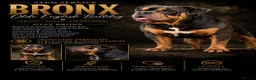 Olde English Bulldogge dogs for stud: Olde English bulldog for studding  - Advert 1