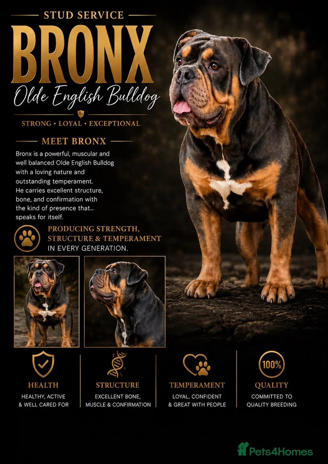 Olde English Bulldogge dogs for stud: Olde English bulldog for studding  - Advert 1