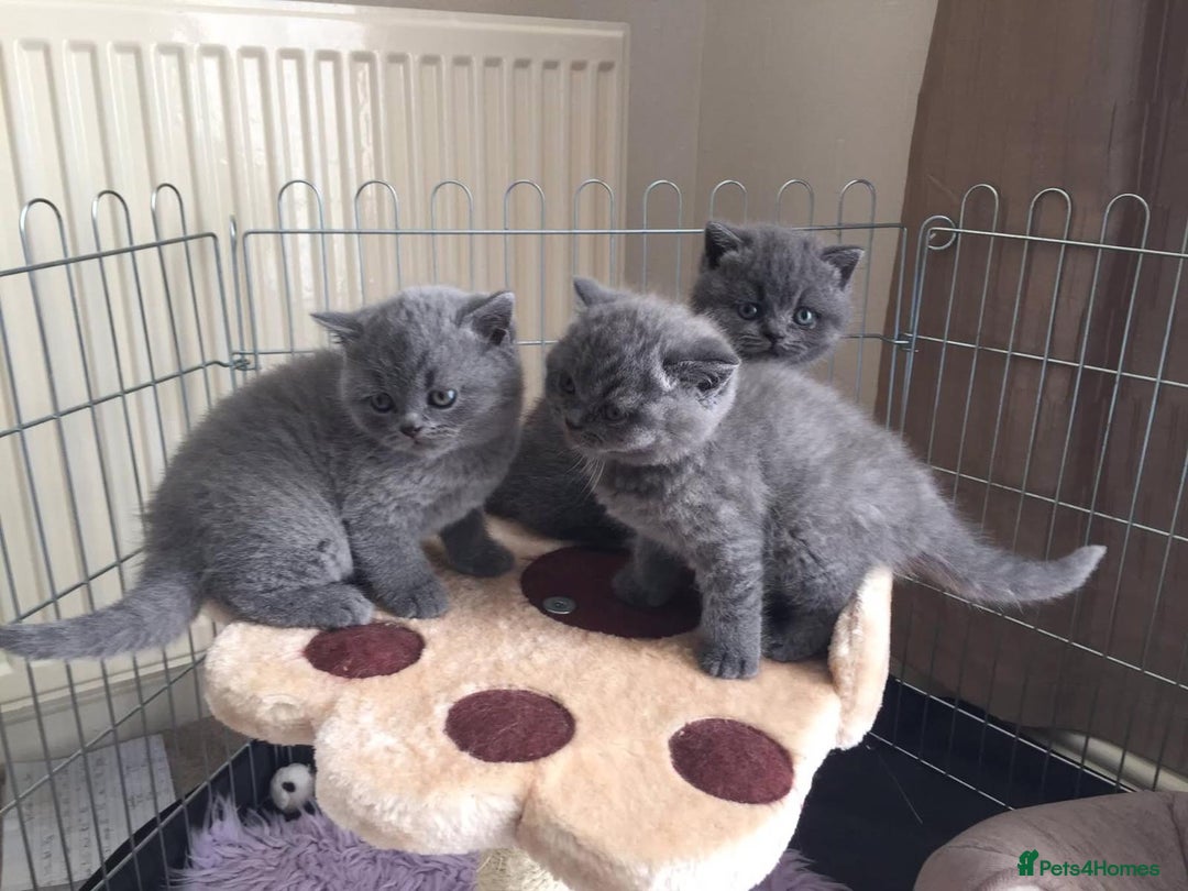 British Shorthair cats for sale: Blue British Shorthair Kittens  - Advert 3