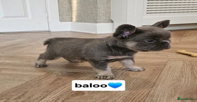 French Bulldog dogs - Advert 2