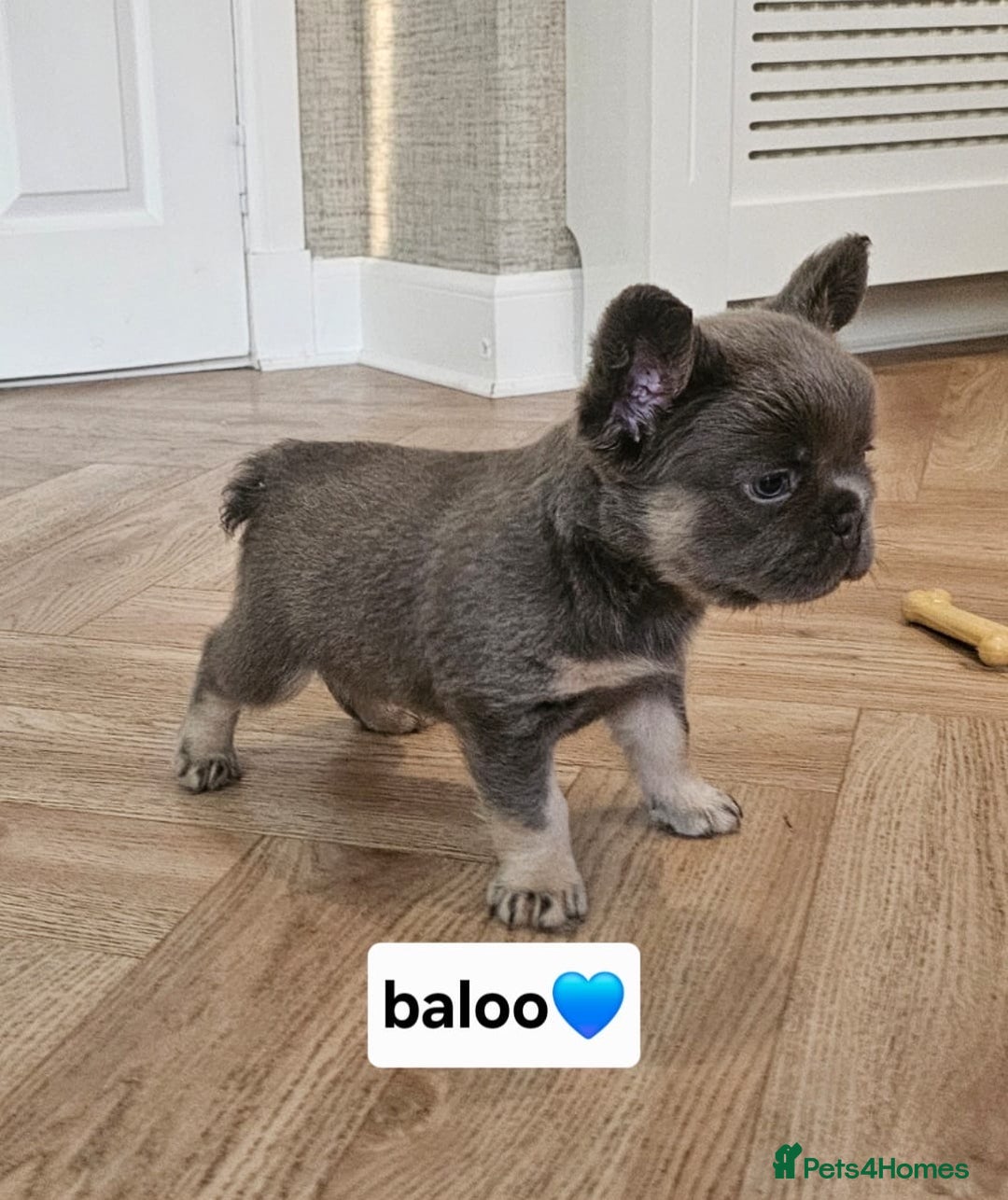 French Bulldog dogs for sale: French bulldog pups  - Image 11