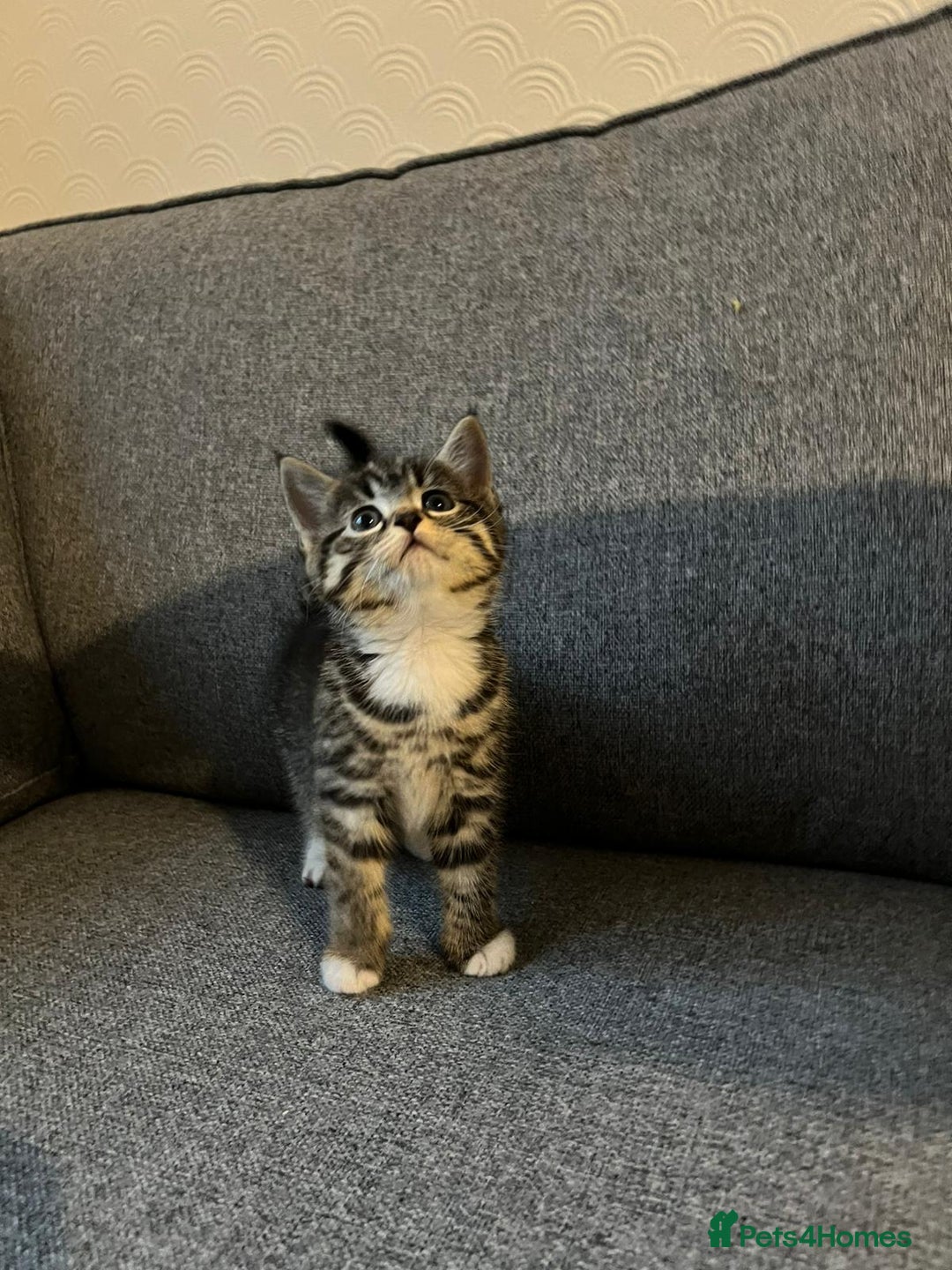 Maine Coon cats for sale: Little Half Main Coons - Advert 28