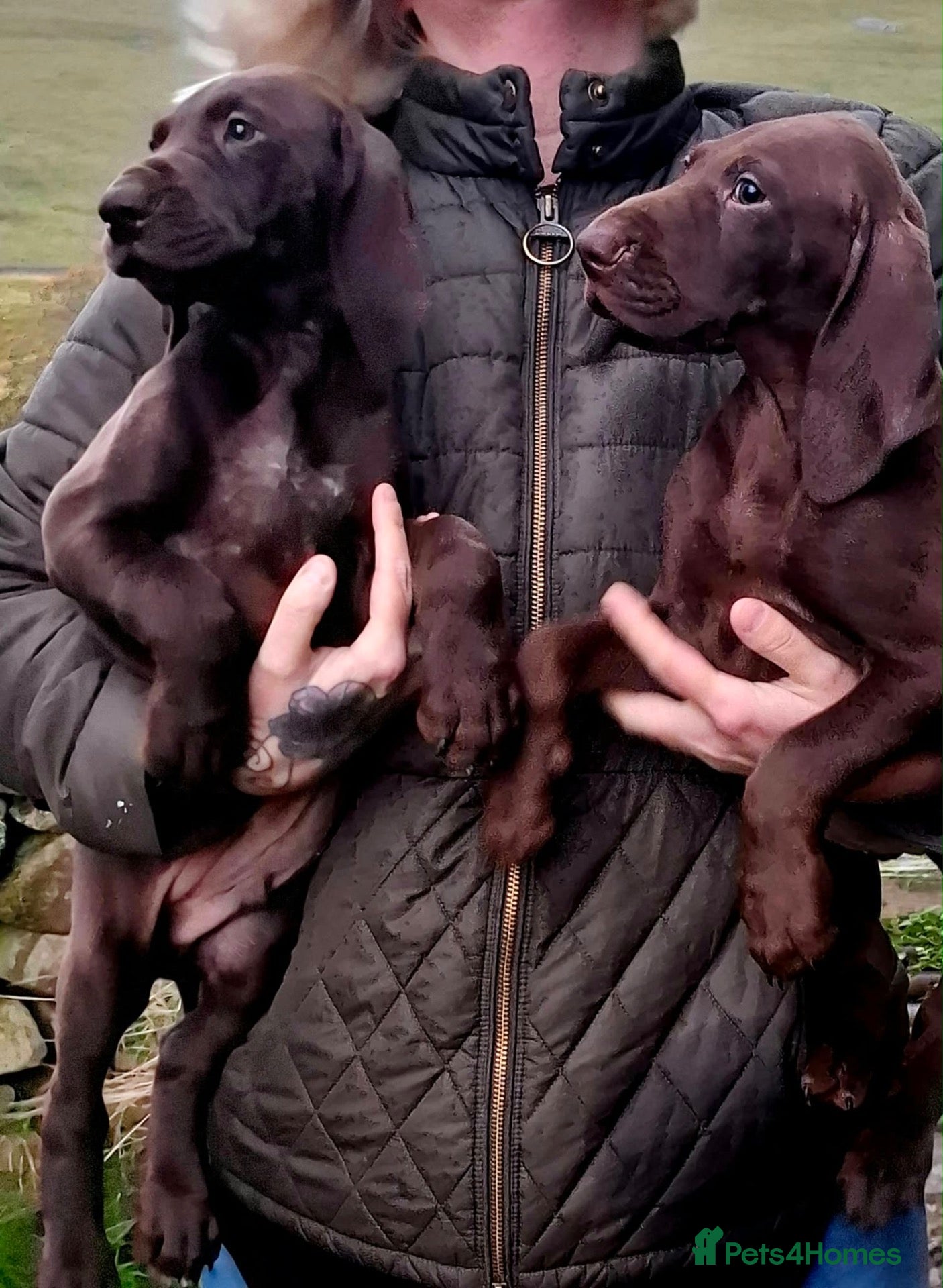 German Shorthaired Pointer dogs GSP puppies available to reserve - Advert 1